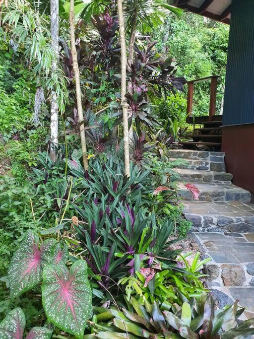 Treeverb Beach House - Daintree Cow Bay Exterior foto